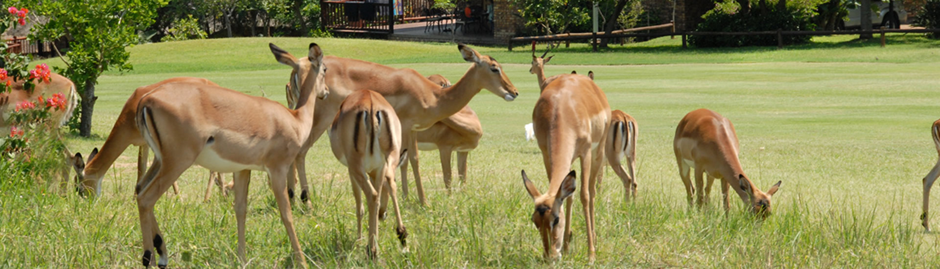 kruger park lodges