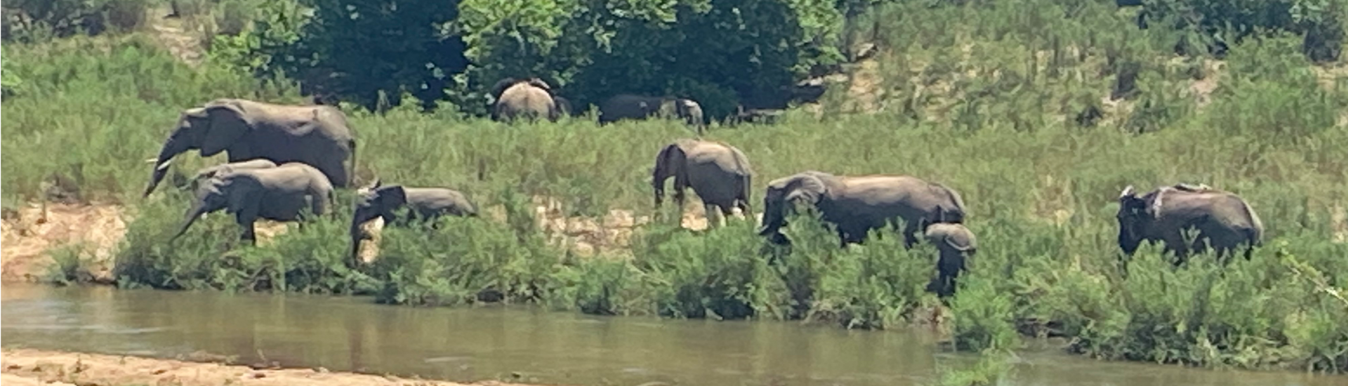 Elephants