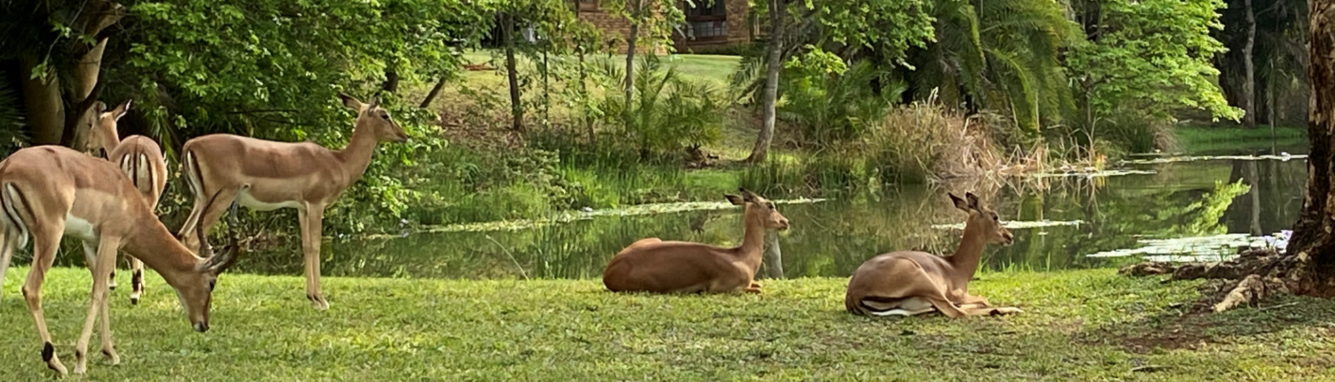 Impala